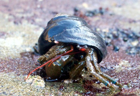 Closeup of Hermit Crab on the Beach