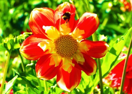 Bumblebee on Large Orange and Yellow Flower