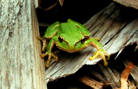 Green Frog Sitting on Wood Chips