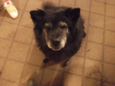 Pebbles the Chow sitting on the Floor Looking up at the Camera