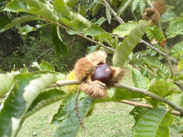 opening chestnut on tree