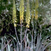 Photo of an aloe vera plant.