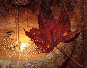 Leaf Sitting in Lighted Lion Fountain