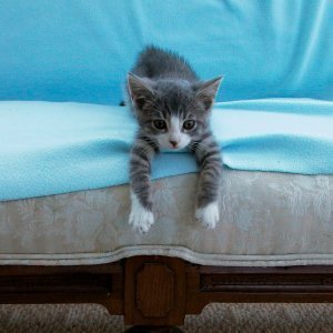 Preventing Cats From Scratching Furniture Thriftyfun