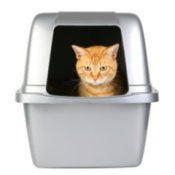 Litter Box Training a Cat, Tabby in litter box.