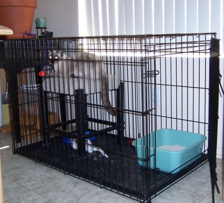 Large dog crate with blue litter box.