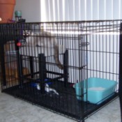Large dog crate with blue litter box.