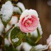 A rose bush in the snow.