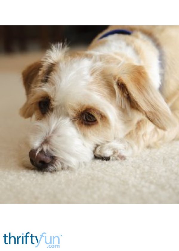 Cleaning Dog Urine Stains from Carpet | ThriftyFun