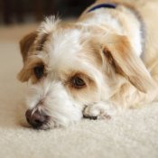 Sad looking puppy on carpet