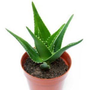 Growing Aloe Thriftyfun
