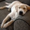 Young yellow lab napping on the couch.