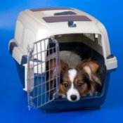 Crate Training a Puppy, Young Papillon in a crate.