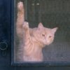 Cat scratching at a screen door.