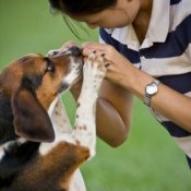 A dog jumping up on a woman.