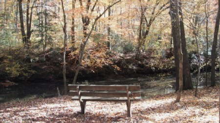 A park bench in the woods in fall.