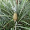 Pineapple plant with fruit.
