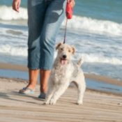 A dog and it's owner walking on the beach.