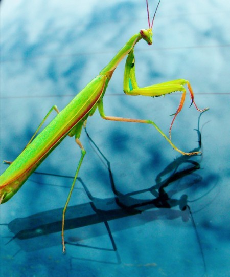 A praying mantis with a cloudy background.