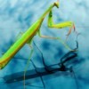 A praying mantis with a cloudy background.
