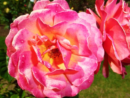 Closeup of Large Pink Flower