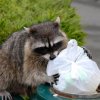 Keeping Animals Out of Your Garbage, Raccoon Scavenging Garbage