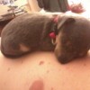 Min Chi puppy sleeping.