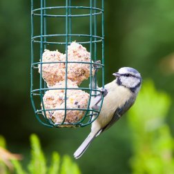 A bird eating suet out of a feeder.