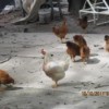 Red the Rooster and Chickens in Yard