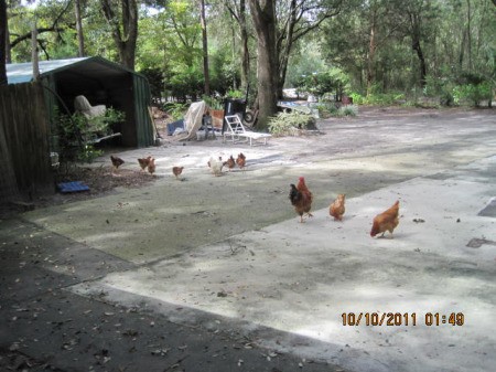 Many Chickens in Yard