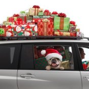 Dog and Owner in Car Loaded with Presents