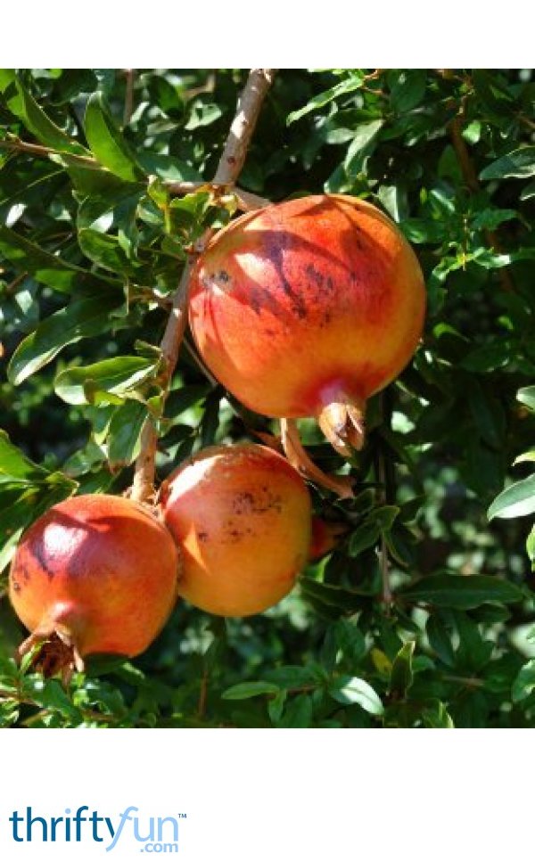 Growing Pomegranates | ThriftyFun