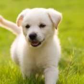 Yellow Lab puppy.