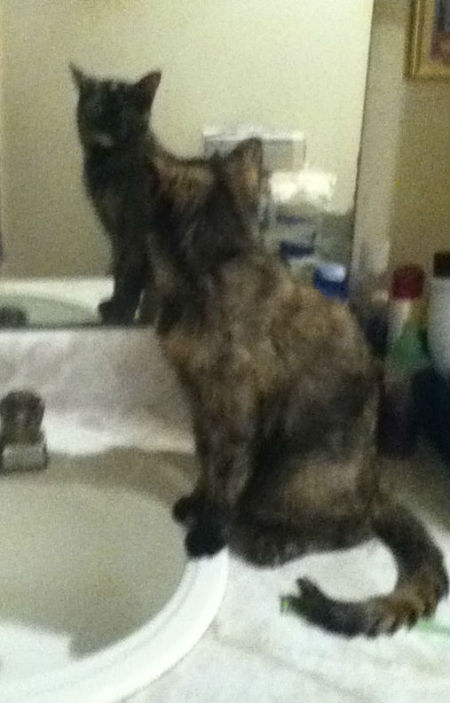 Shyanne the Cat Looking at Herself in the Mirror