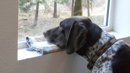 A dog waiting for her owner, looking out the window.