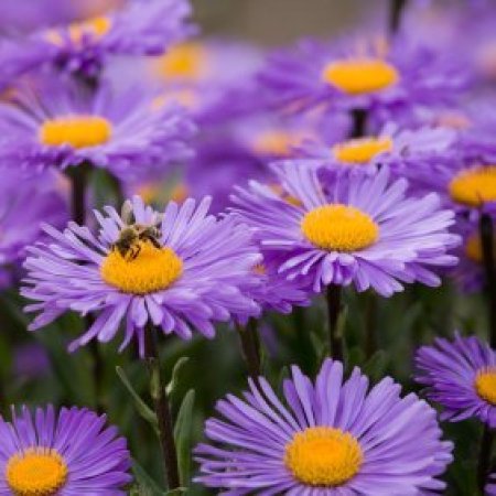 Aster flowers being pollinated by a bee.