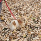 Lily the Pomeranian on Leash in Fall Leaves