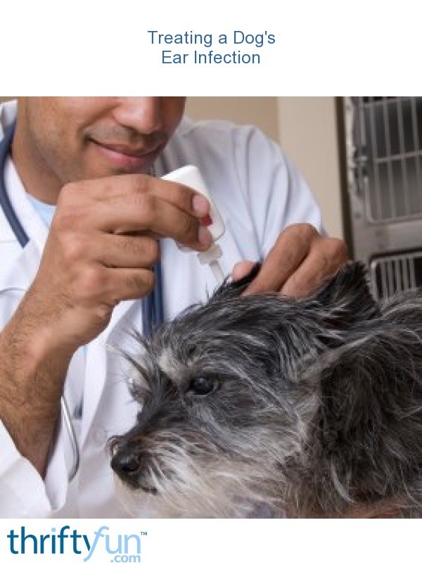 polysporin ear drops for dogs
