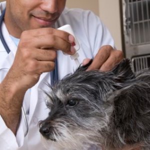 Vet treating dog's ear.