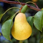 Large Yellow Pear on Tree