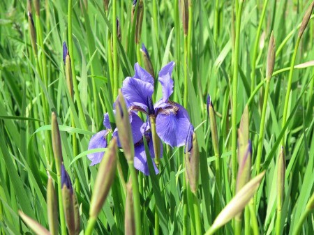 Purple Iris in Ireland