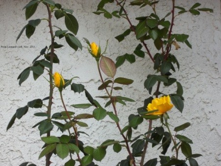 Yellow Roses by Garden Wall