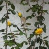 Yellow Roses by Garden Wall