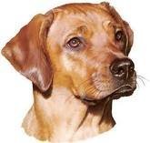 Drawing of Scooby the Dog
