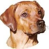 Drawing of Scooby the Dog