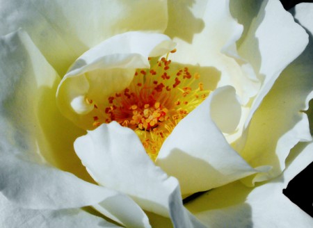 CLoseup of Large White Blossom
