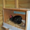 Hen in nest box.