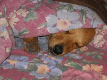 Jack the Pomeranian Dachshund Sleeping Under a Blanket