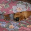 Jack the Pomeranian Dachshund Sleeping Under a Blanket