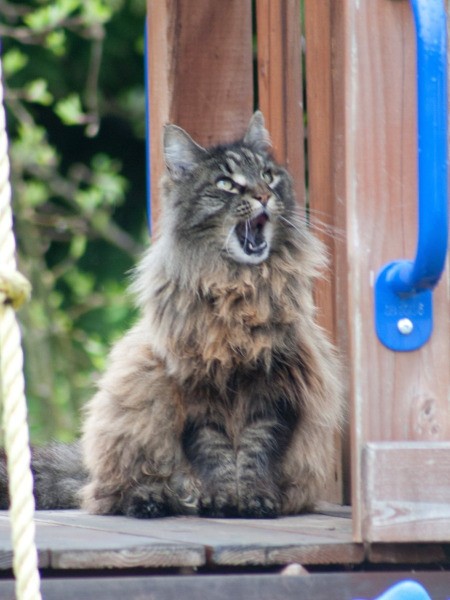 Desire the Cat in Play Structure